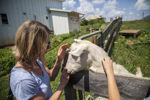 WNC Cheese Trail