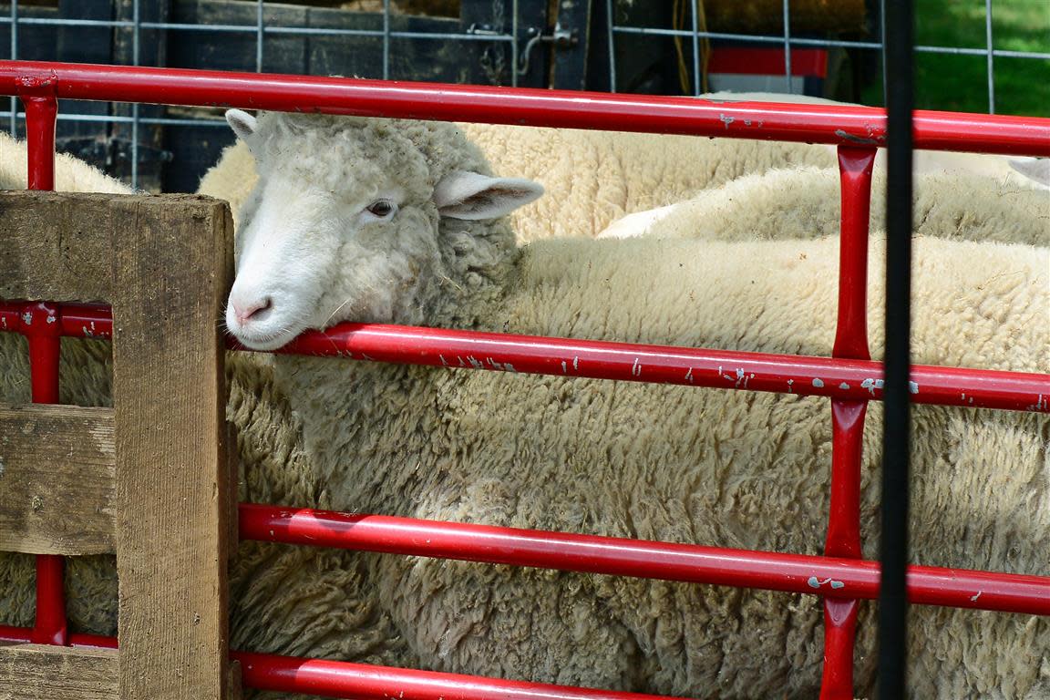 Sheep Sheep