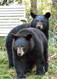 Bear Sightings