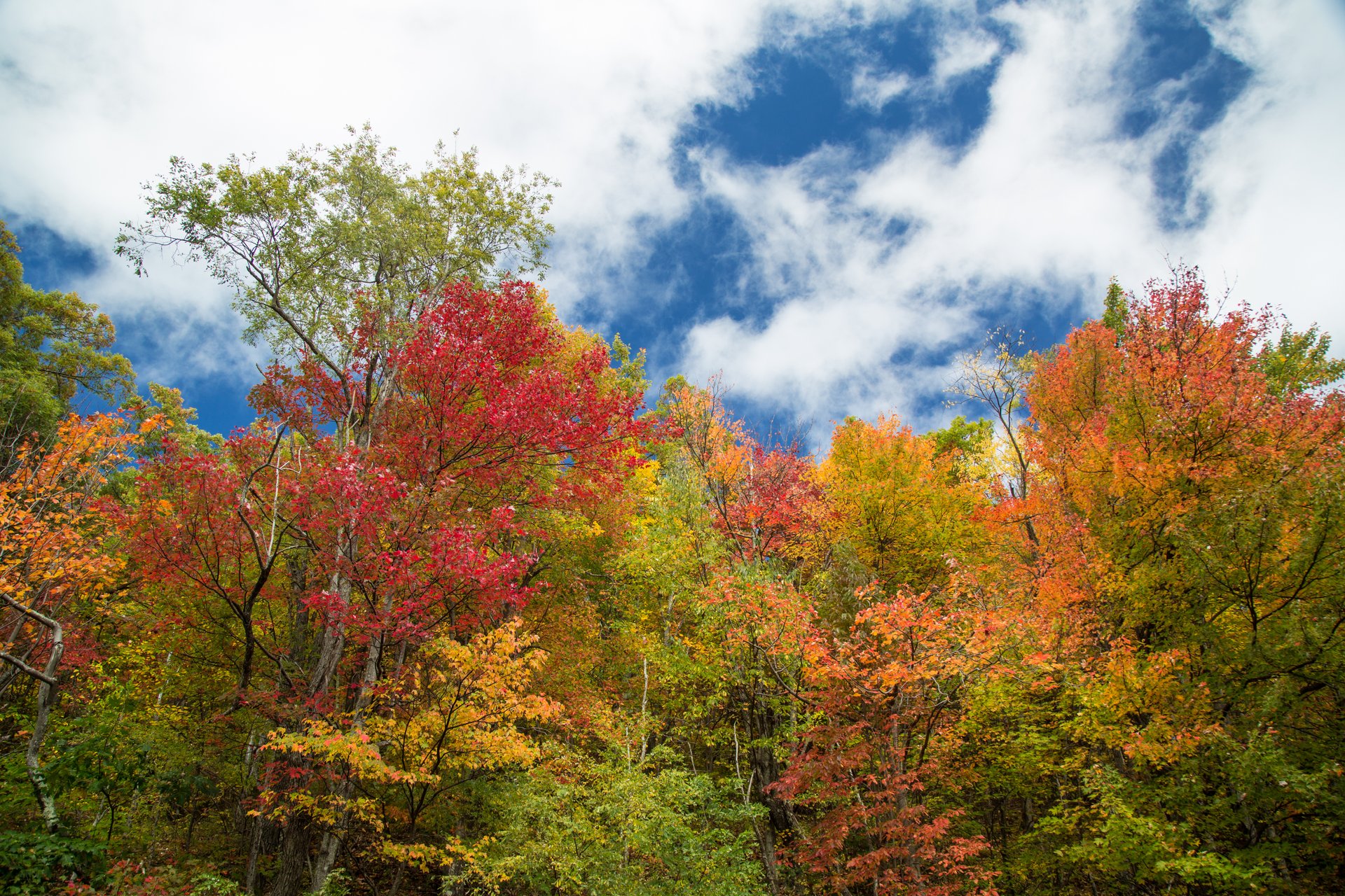 Trees in fall on the Blue Ridge Parkway / Photo: Jared Kay Trees in fall on the Blue Ridge Parkway / Photo: Jared Kay