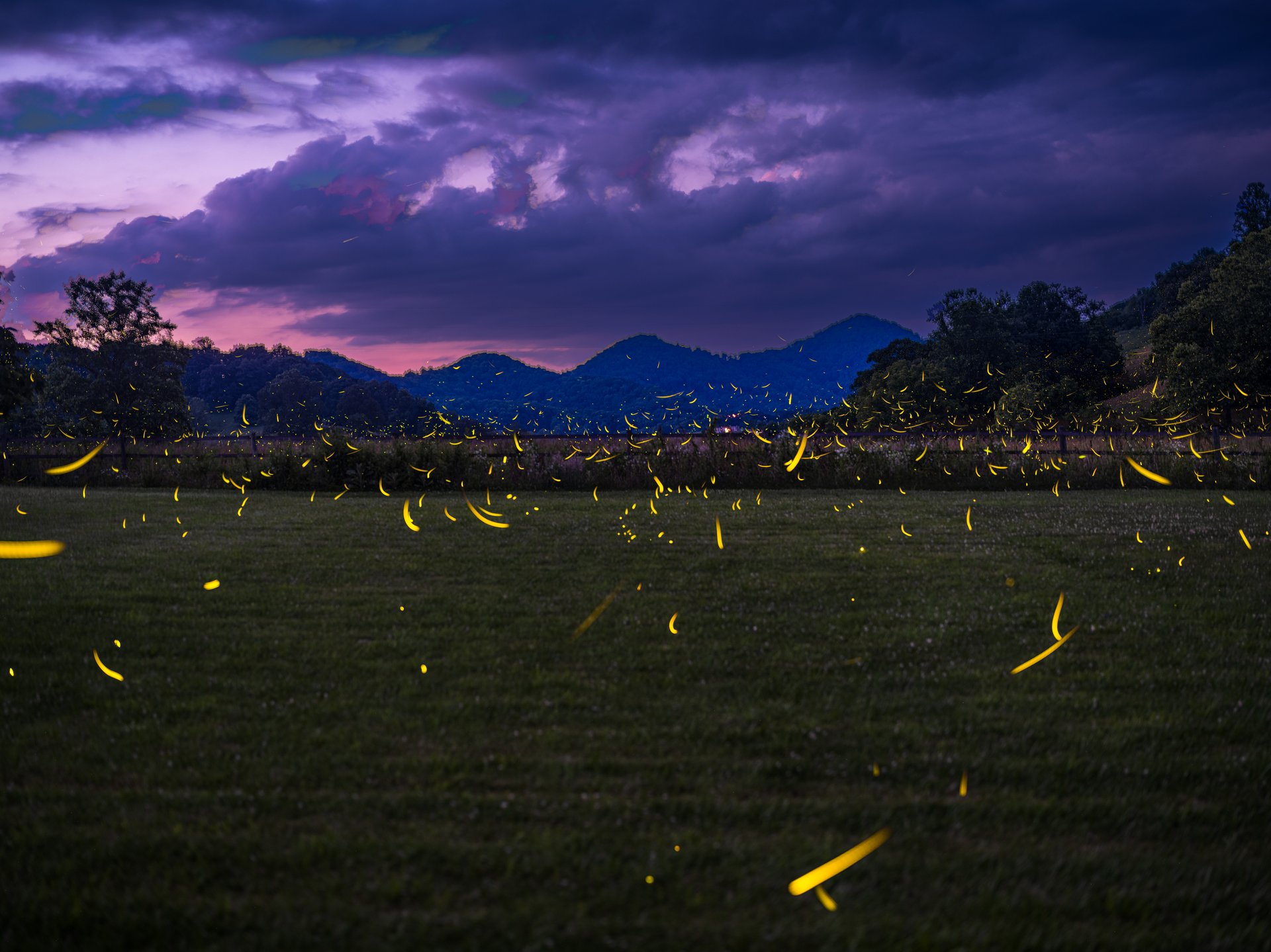 Fireflies Fireflies