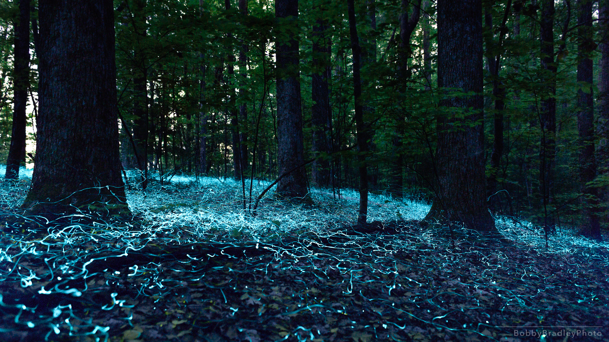 Blue Ghost Fireflies Blue Ghost Fireflies