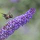 Birding in Asheville