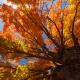 Tree in fall on the Blue Ridge Parkway / Photo: Jared Kay