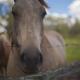 Horse at Taylor Ranch