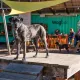 Dog at Wagbar in Asheville
