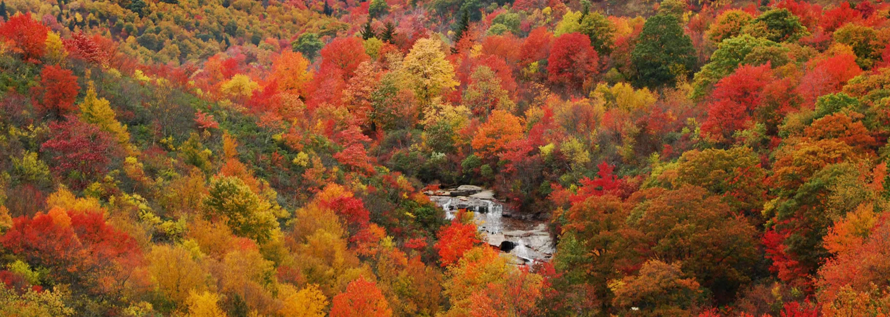 A creek cascades over rocks amid a sea of trees with fall's oranges and reds in Asheville
