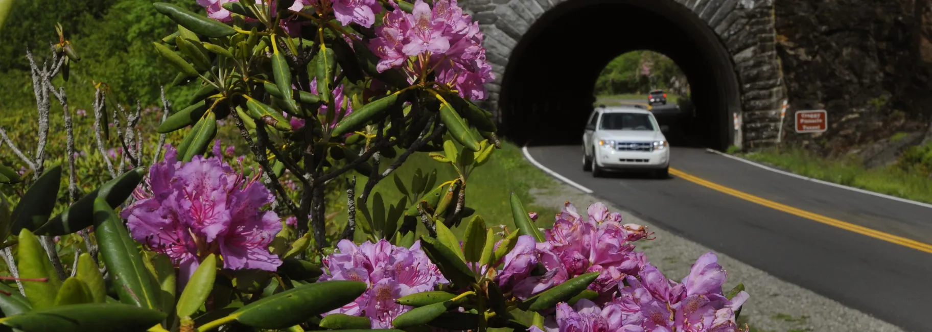flowers bloom in the foreground, a car drives through an old tunnel along the Blue Ridge Parkway