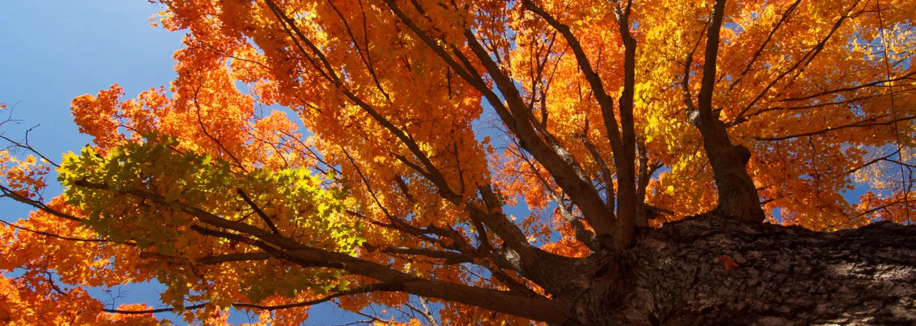 Tree in fall on the Blue Ridge Parkway / Photo: Jared Kay