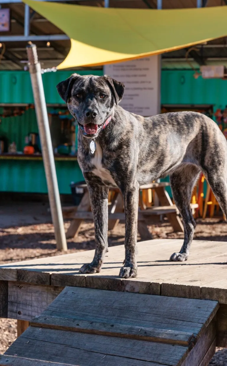 Dog in Asheville at Wagbar
