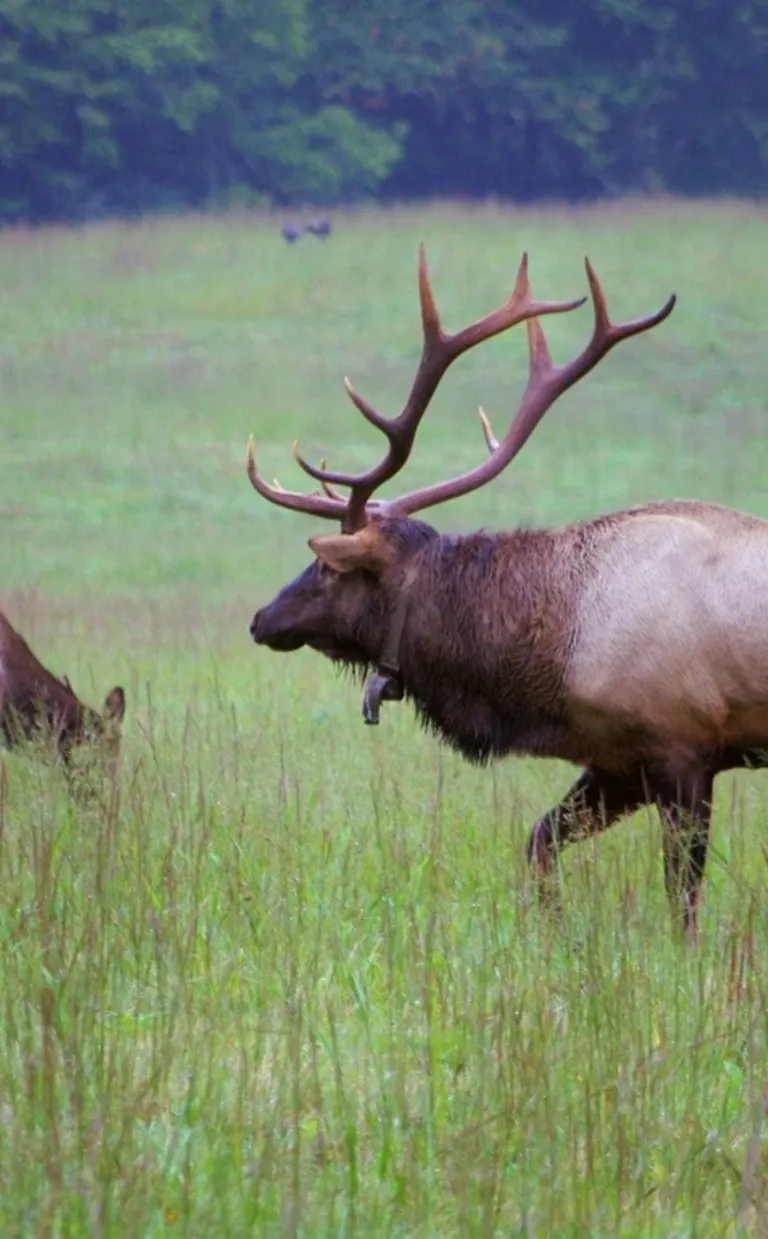 Two elk graze in a field in Asheville