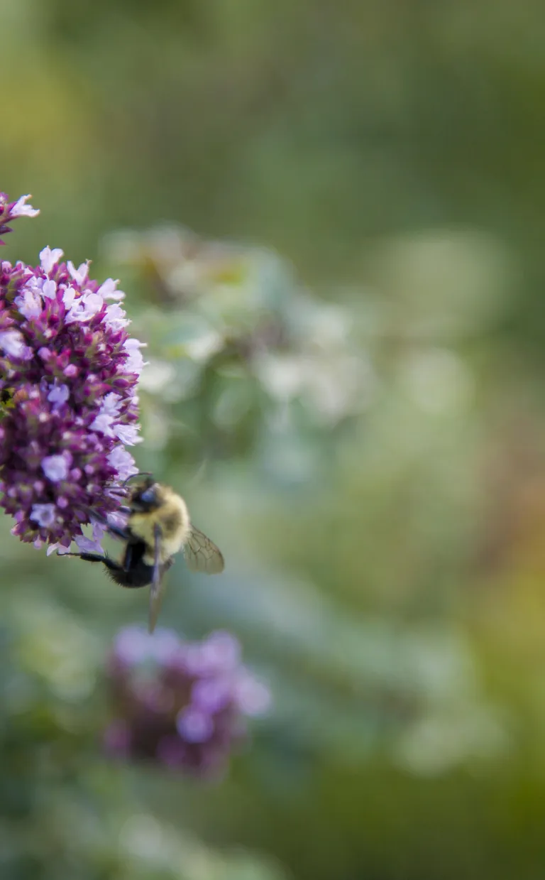 Bee City USA Asheville NC