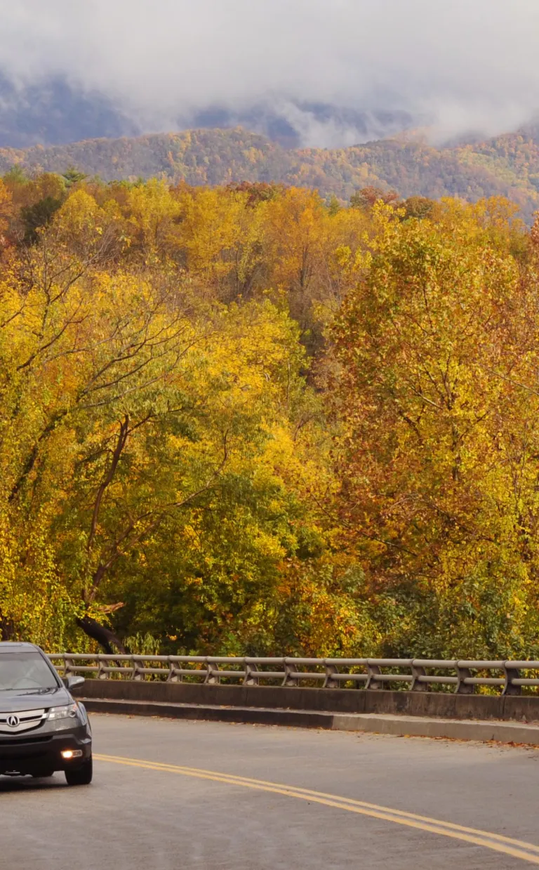 A car drives on a road beside trees with golden fall leaves in Asheville