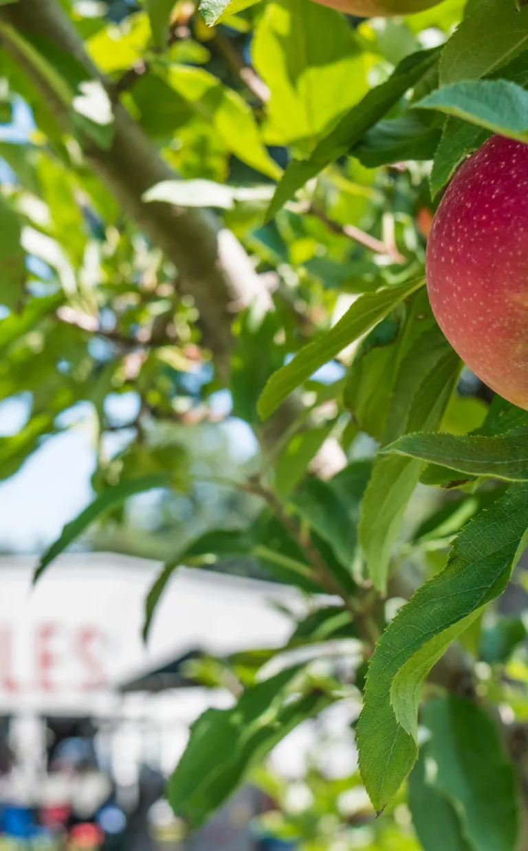 Apple Picking Near Asheville NC