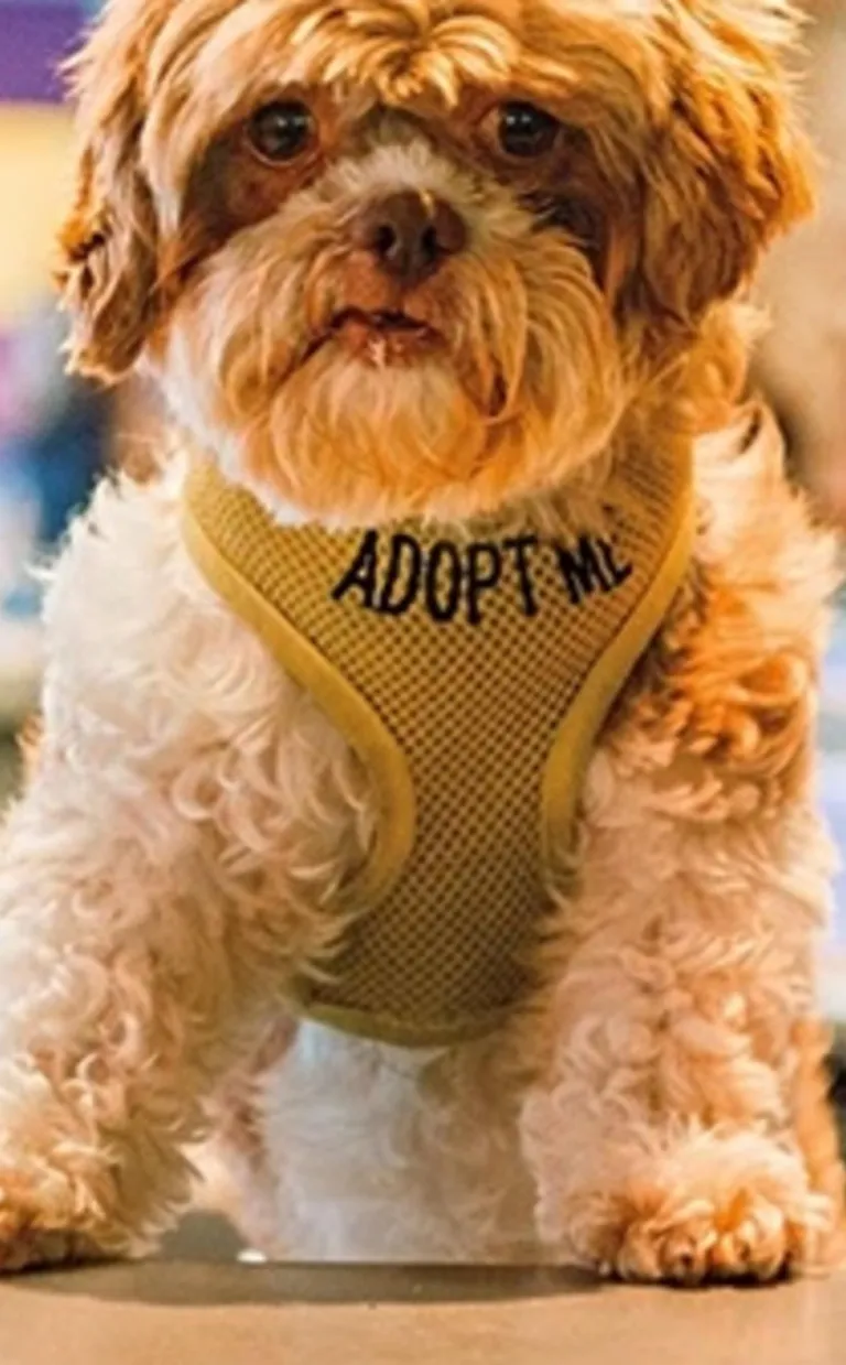 A dog with an "Adopt Me" harness sits up on a hotel checkin counter with a bell next to it