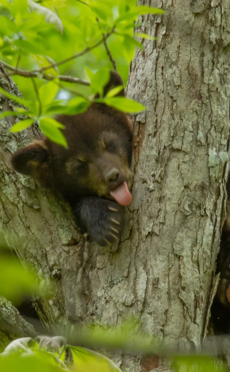 The Bear Necessities Asheville NC