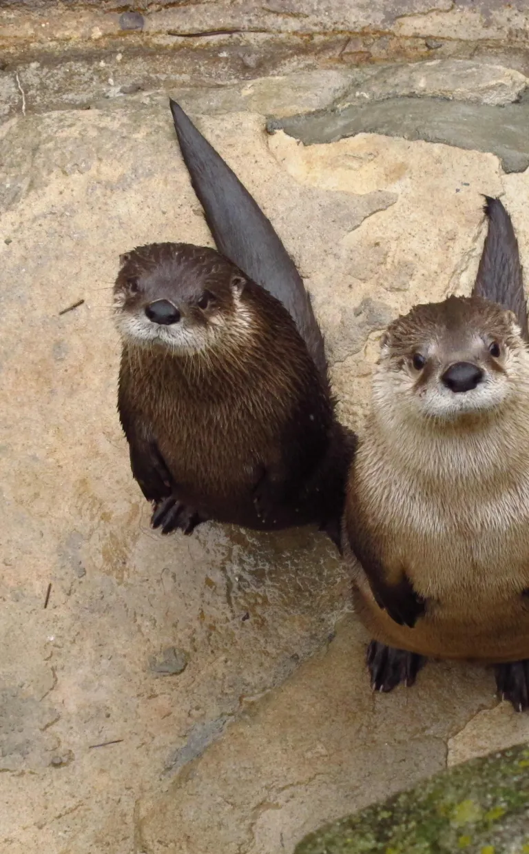 Otters in Asheville NC