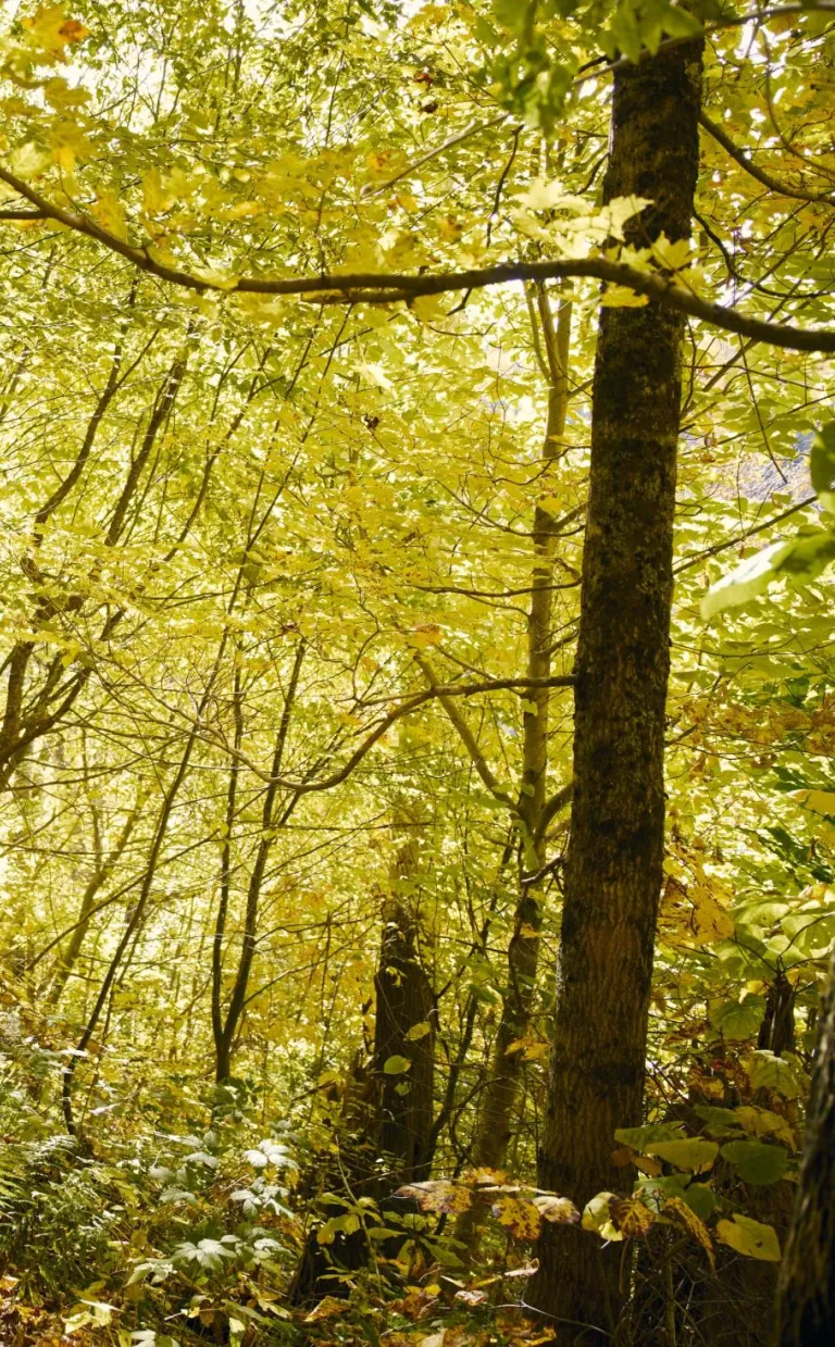 Fall hiking near Asheville