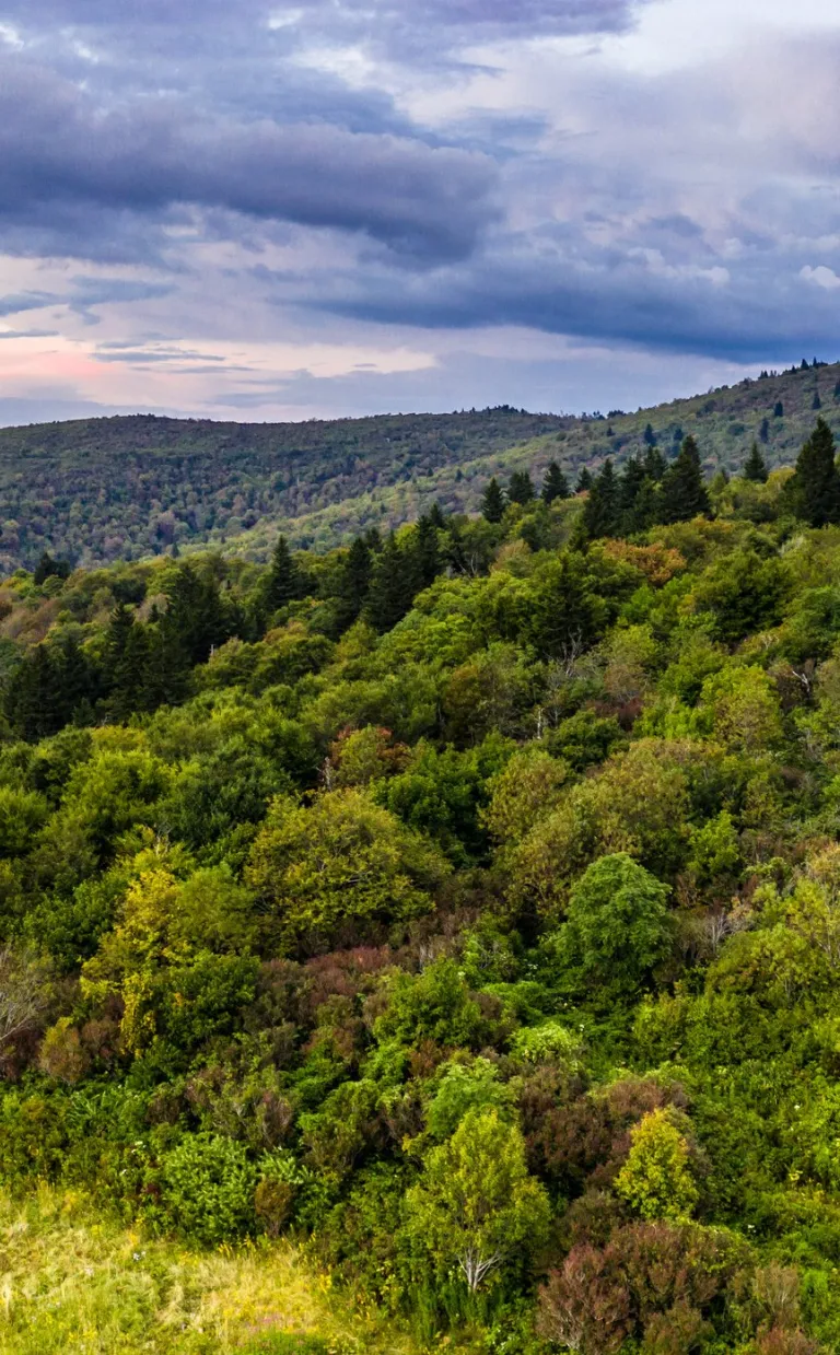 Sam Knob at Black Balsam Trail