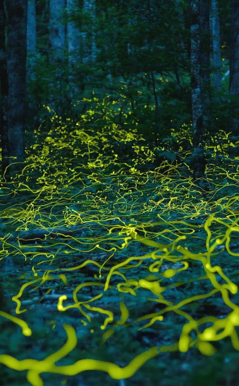Blue Ghost Fireflies / Photo: Tim Reaves
