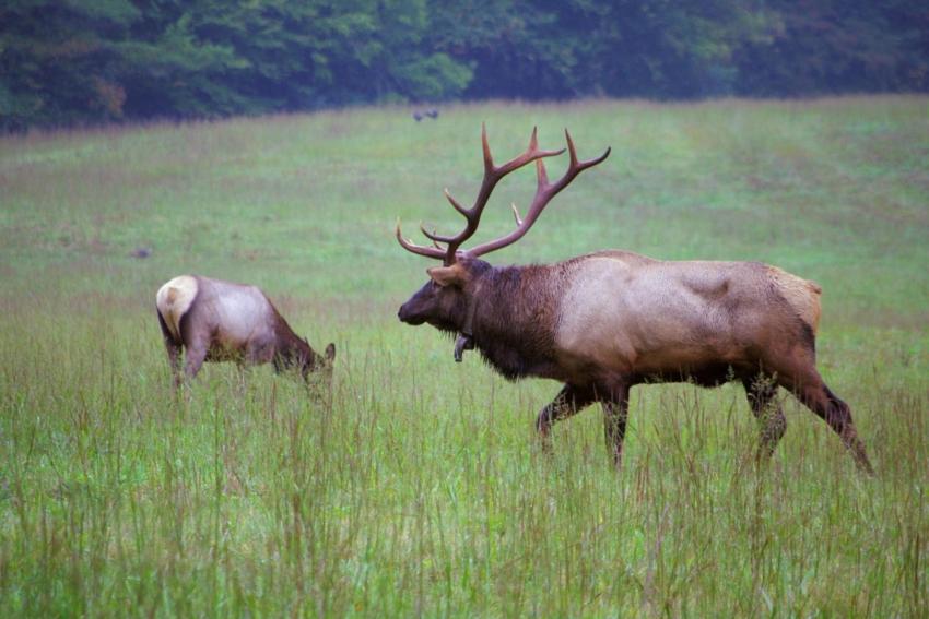 Two elk graze in a field in Asheville Two elk graze in a field in Asheville