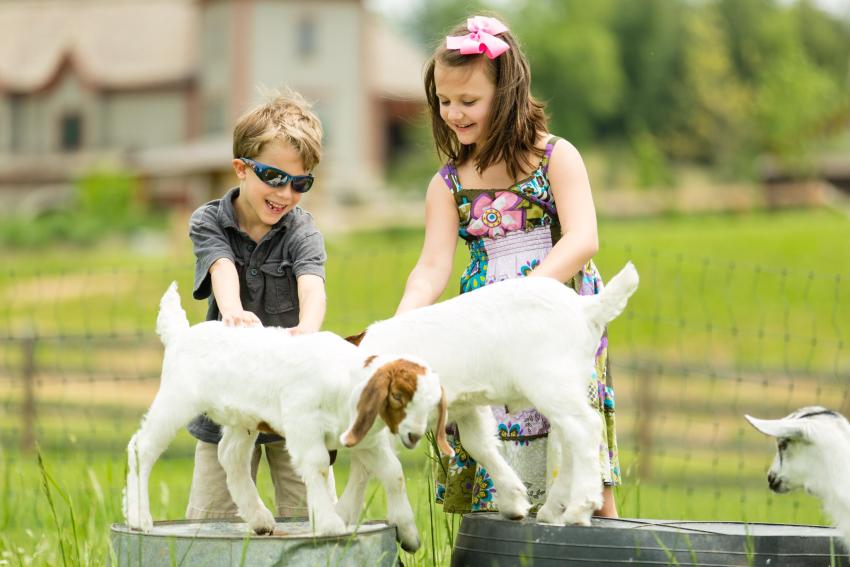 Children with Goats Children with Goats