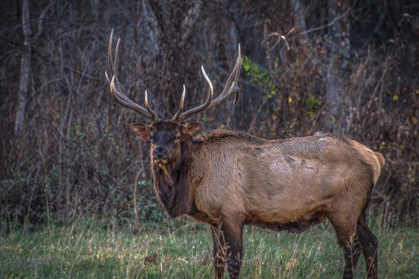 Elk in Cherokee Elk in Cherokee