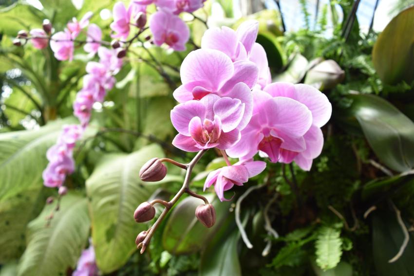 Biltmore Blooms Biltmore Blooms
