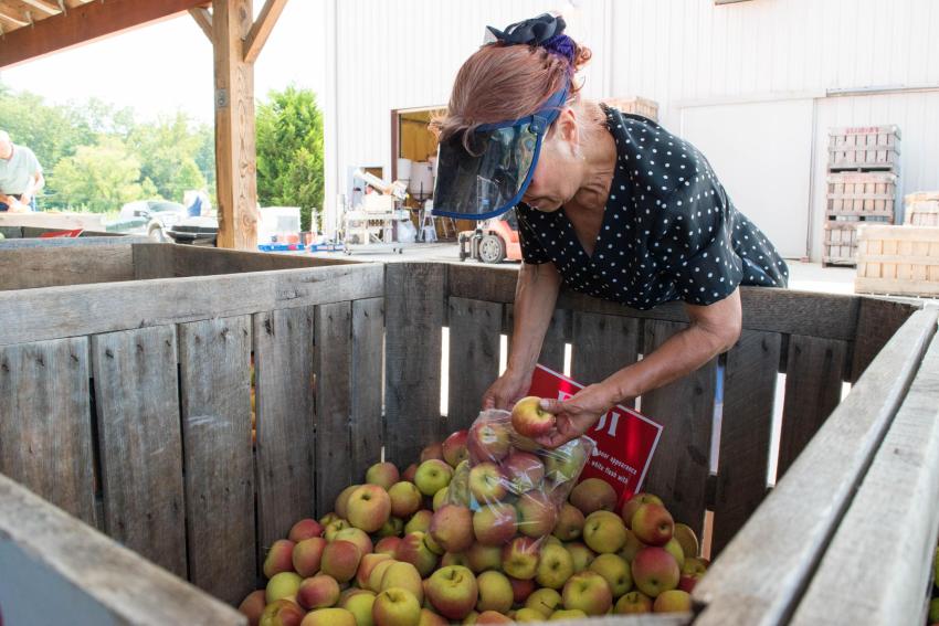 Woman Picking Apples Woman Picking Apples